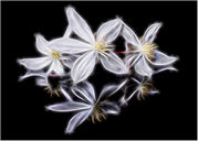 Phil Harbord - Ethereal Blooms